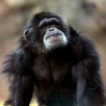 New Yorgi kohtud ei andnud šimpansidele inimõigusi