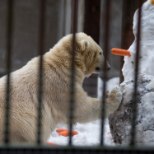 Tallinna loomaaias peeti jääkarude sünnipäeva
