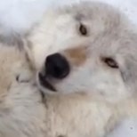 VIDEO: hunt, kes naudib kõhu alt sügamist