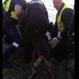VIDEO KINNITAB: politseikoer pures maaslamajat poolteist minutit!