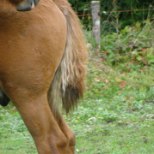 Saaremaal varastati koplis hobustelt sabasid ja lakkasid