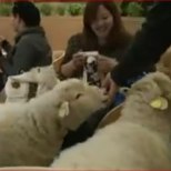 Lõuna-Koreas töötab menukas lambakohvik