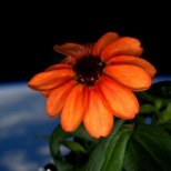 PILTUUDIS | VAATA IMET! Kosmoses puhkes lill õide