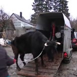 TV3 VIDEO | Saaremaal ränka elu elanud lehm Triinu pääses tapamajast paremale elujärjele