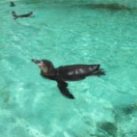 MÜSTEERIUM: loomaaias uppus seitse pingviini