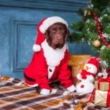 Loomakaitsjad hoiatavad: inimeste jõuluroad koertele ei sobi!