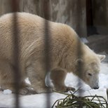 NUNNU VIDEO | Jääkaru Nora uudistas Viini loomaaias väliaedikut 