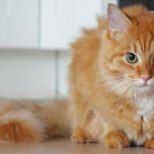 Kalamaja kuulsaim kass August on kadunud juba mitu nädalat