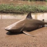 FOTOD | Austraalias lebas keset teed hai
