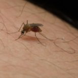 Millal tuleks putukahammustust arstile näidata?