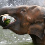 VIDEO | Südamlikud elevandid päästsid loomaaias lapsukese