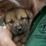 VIDEO | 149 koera ja kutsikat päästeti Korea lihafarmist veristamisest