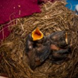 PILDID JA VIDEO | Päästetud linnupojad on hoiukodus õnnelikud