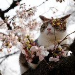 FOTOD JA VIDEO | Netis lööb laineid jumalik kass-valitseja