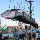 Bioloog: vaalalised on väljasuremise kursil, seda enam on kommertspüügi otsus kummastav
