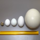 VIDEOKATSE | Matk munamaailma: mis vahe on jaanalinnu, hane, pardi, kana ja vuti munadel? 