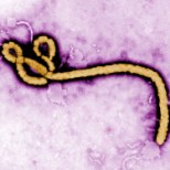 EBOLA ON TAGASI: 5 küsimust ebolaviiruse kohta