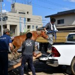 PILTUUDIS | Jaapanis leiti katusele sattunud poni