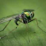Head nõuanded, kuidas leevendada putukahammustust
