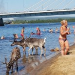PILTUUDIS | Rovaniemis ajas palavus põhjapõdrad koos inimestega vette