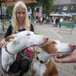 ÕL VIDEO | Eesti populaarseimate Insta-koerte omanik: konto haldamine on kui täiskohaga töö
