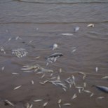 TEADLANE: Peipsi järve kalade massiline suremine võib teha ka head