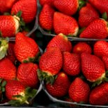 Austraalias kasvatatud maasikatest on leitud õmblusnõelu