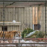 Liiga väike huvi: loomaaia tiigrioru toetuseks mõeldud heategevuskontsert jääb ära