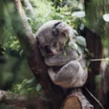 TRAGÖÖDIA: Austraalia metsapõlengutes on hukkunud sadu koaalasid
