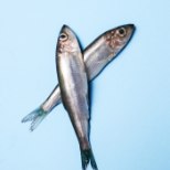 VÄÄRT NÕU | Listeeriahirm ehk kuidas osta kala?
