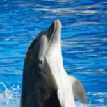 Kalauudised lühidalt: delfiinid elavad prügijões, kliimakriis ohustab kalade tulevikku