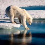 Kümned näljased jääkarud vallutasid Venemaa külakese