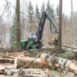 PILK PARTEIDELE | Metsakaitsja: Elurikkuse Erakond arvestab metsaga kõige rohkem, Isamaalt pole oodata midagi head