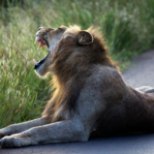 LOODUSE KARM KÄTTEMAKS: elevant tappis salaküti, laiba sõid lõvid ära