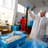 Tapva bakteri jäljed jõuavad Eesti kalakuninga Vetevooluni: „Aga mul ei ole süüd!“