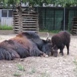 VIDEO | Vaata, kuidas äsja sündinud jakivasikas kepsutab Tallinna loomaaias!