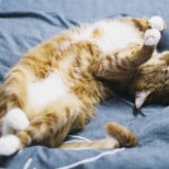 KUIDAS ELADA ÕNNELIKUMALT? 13 elutõde, mida õppida kassilt