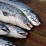 Kaks eestlast tapnud nakkav ja muteeruv bakter hävitab tuntud kalatööstust