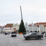 GALERII | Tallinna Raekoja platsile püstitati täna jõulukuusk