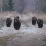 VIDEO | Loodushuviline mees sattus Alutagusel kokku tervelt nelja karuga!