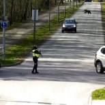 VIDEO | Linnajääger: Tallinna sattunud kaks noorkaru said ilmselt omal jõul minema. Kõik pääsesid!