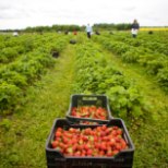 „Lootused on alla käinud.“ Maasikakasvatajad ei tea jätkuvalt, kellega hakatakse marju korjama