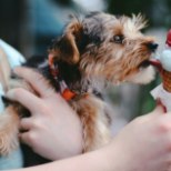 Loomaarst selgitab: kas koerale võib jahutamiseks jäätist anda?