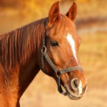 Pärnumaal võõrandati omanikult kuus hobust