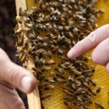 Mesinike Liidu esindaja Aleksander Kilk: mesindus on üha rohkem seotud erinevate põllumajandusharudega