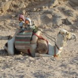 Koroonaajal Egiptusesse: jagub nii päikest kui ka paberite täitmist  