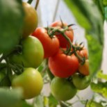 Rikkalik tomatisaak: selleks on vaja hoolt ja tähelepanu