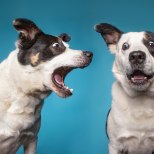PÕHJALIK ARUTELU | Mida ette võtta, kui naabri koera haukumine ei lase elada? 