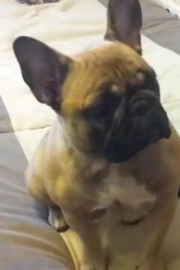VIDEO: mis juhtub, kui koer ennast YouTube'st näeb?