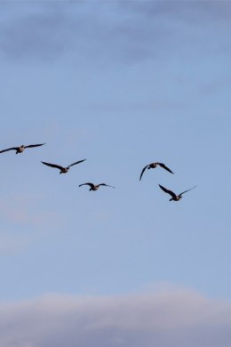 Ornitoloogiaühing algatas kampaania veelindude tapatalgute lõpetamiseks